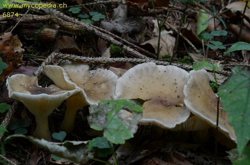 Ampulloclitocybe clavipes - 