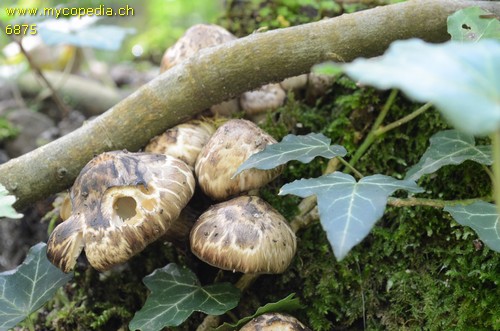 Psathyrella maculata - 