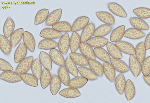 Cortinarius citrinolilacinus - 