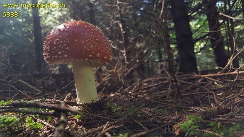 Amanita muscaria - 