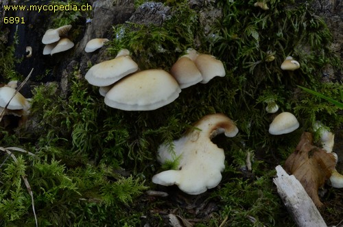 Crepidotus mollis - 