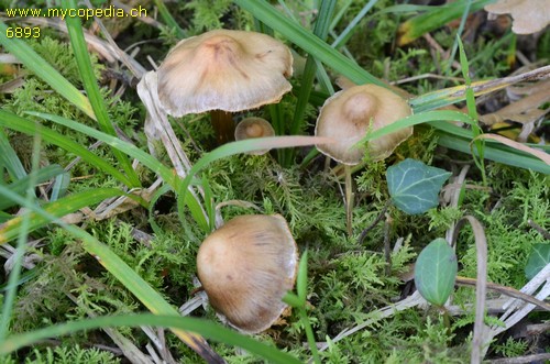 Cortinarius helobius - 