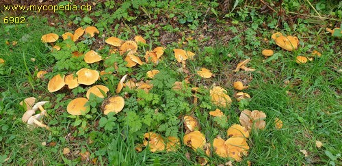 Phaeolepiota aurea - 