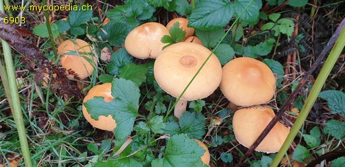 Phaeolepiota aurea - 