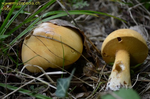 Phaeolepiota aurea - 