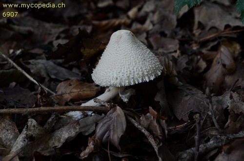 Lepiota clypeolaria - 