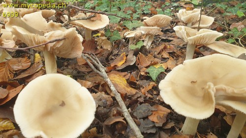 Entoloma lividoalbum - 