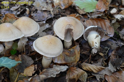 Cortinarius torvus - 