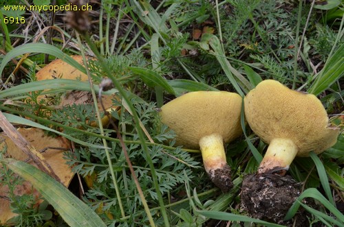 Suillus collinitus - 