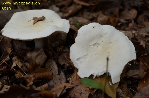 Tricholoma lascivum - 