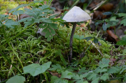 Cystolepiota bucknallii - 