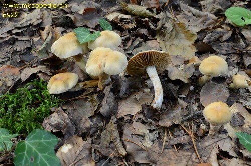 Cortinarius conicus - 