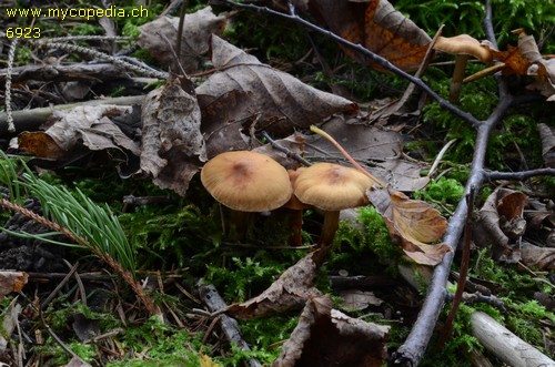 Cortinarius conicus - 