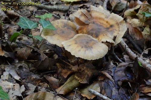 Cortinarius conicus - 