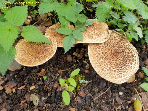 Lepiota aspera - 