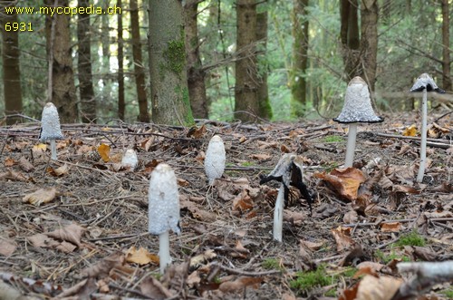 Coprinus comatus - 