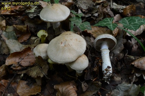 Cortinarius torvus - 