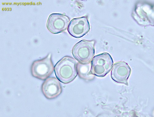 Entocybe nitida - 