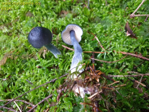 Entocybe nitida - 