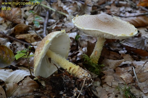 Lepiota magnispora - 