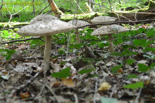 Chlorophyllum rhacodes - 