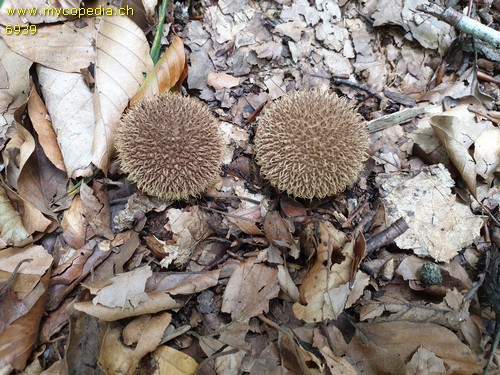 Lycoperdon echinatum - 