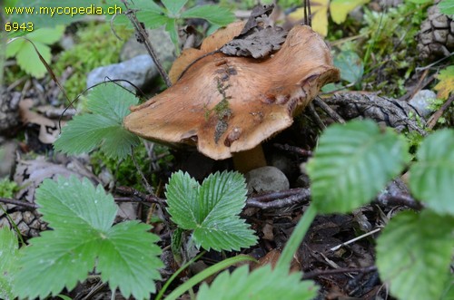 Inocybe fraudans - 