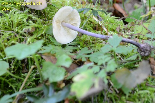 Cystolepiota bucknallii - 