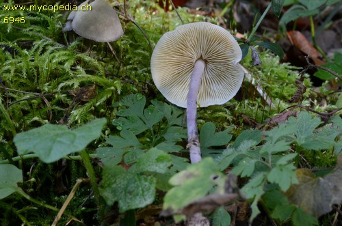 Cystolepiota bucknallii - 