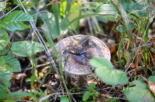 Lepiota fuscovinacea - 