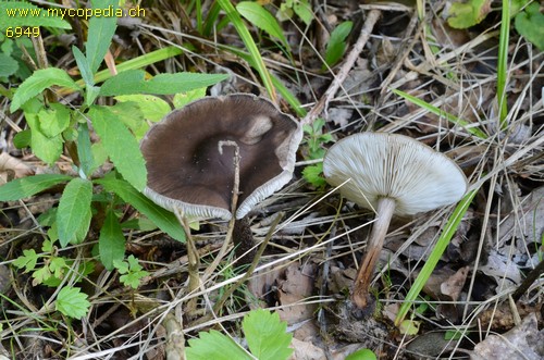 Melanoleuca stridula - 