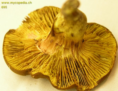 Xerocomus pelletieri - 