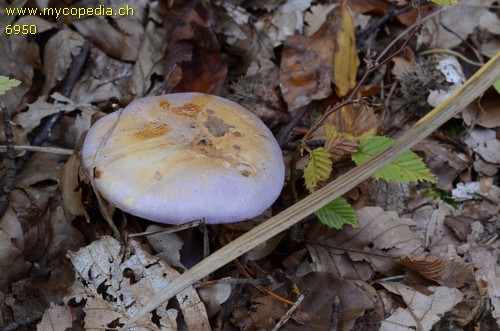 Cortinarius salor - 