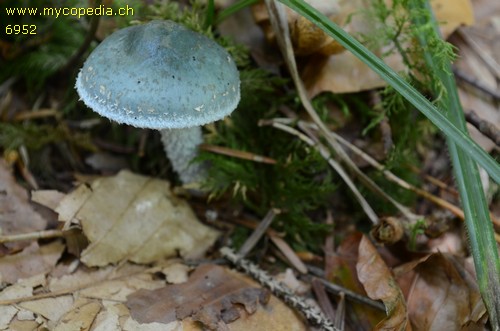 Stropharia aeruginosa - 