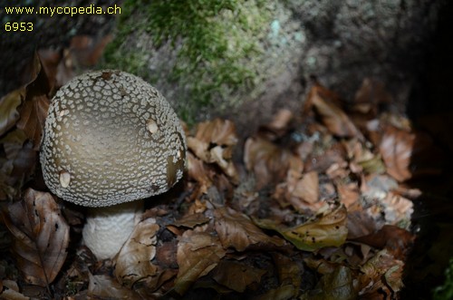 Amanita excelsa - 