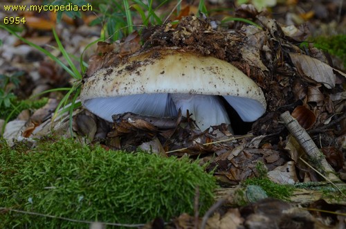 Amanita rubescens - 