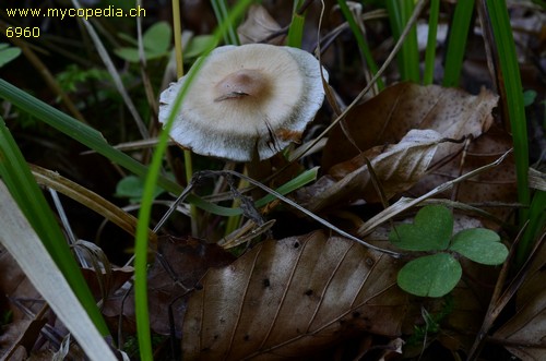 Cortinarius conicus - 