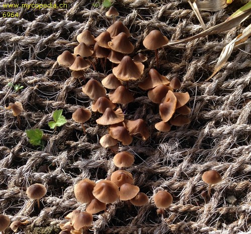 Conocybe bispora - 