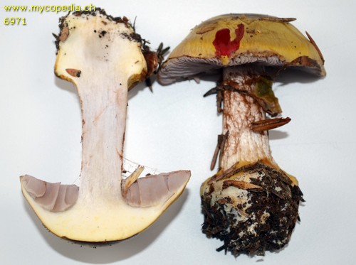 Cortinarius aureopulverulentus - KOH Reaktion - KOH  - 