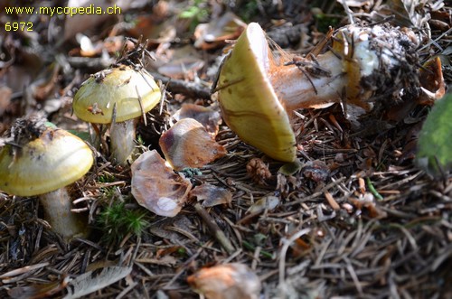 Cortinarius aureopulverulentus - 