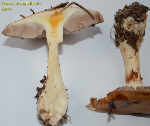 Cortinarius varius - 