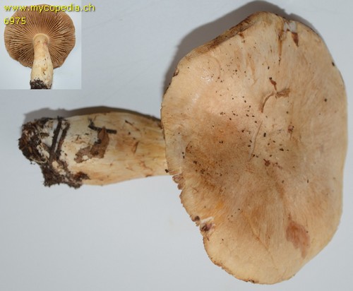 Phlegmacium fraudulosum - 