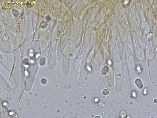 Tricholomopsis decora - 
