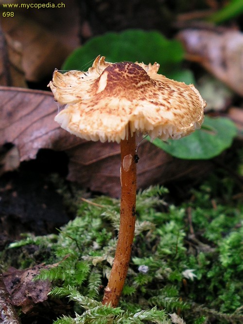 Lepiota castanea - 