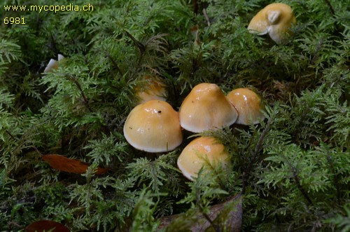 Cortinarius vibratilis - 