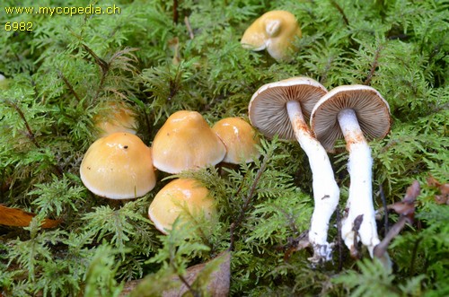 Cortinarius vibratilis - 