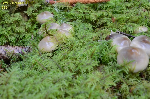 Rhodocollybia butyracea - 