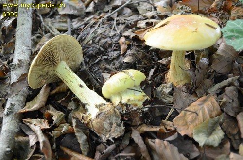 Cortinarius elegantissimus - 