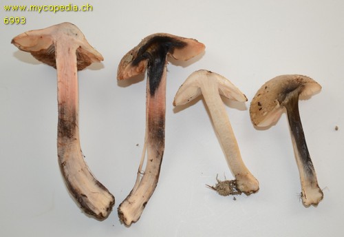 Inocybe fraudans - 