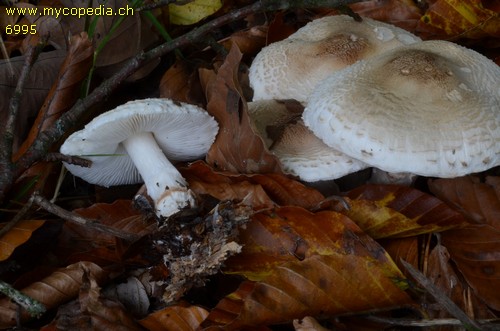 Lepiota ignivolvata - 